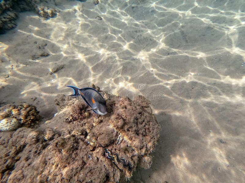 Nära sikt över kirurg eller sohal tang fish acanthurus sohal vid rödhavskorallrev royaltyfri fotografi