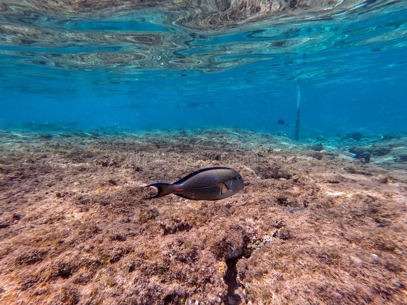 Nära sikt över kirurg eller sohal tang fish acanthurus sohal vid rödhavskorallrev royaltyfri foto