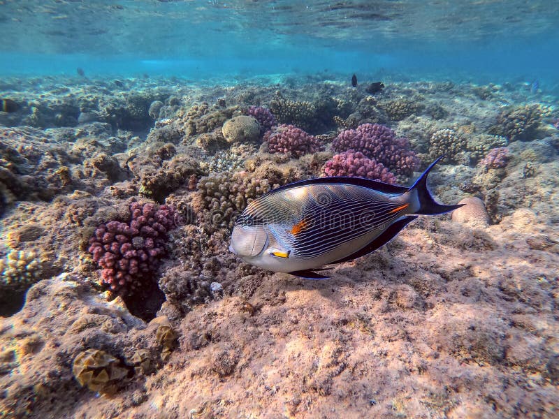 Nära sikt över kirurg eller sohal tang fish acanthurus sohal vid rödhavskorallrev arkivfoton