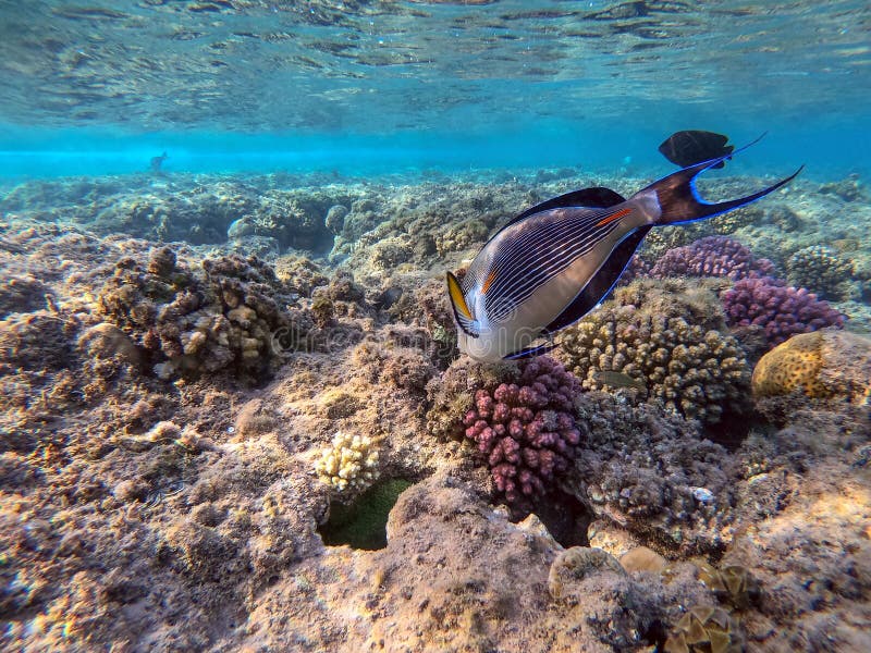 Nära sikt över kirurg eller sohal tang fish acanthurus sohal vid rödhavskorallrev royaltyfri fotografi