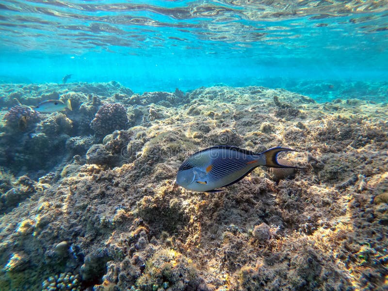 Nära sikt över kirurg eller sohal tang fish acanthurus sohal vid rödhavskorallrev arkivfoto