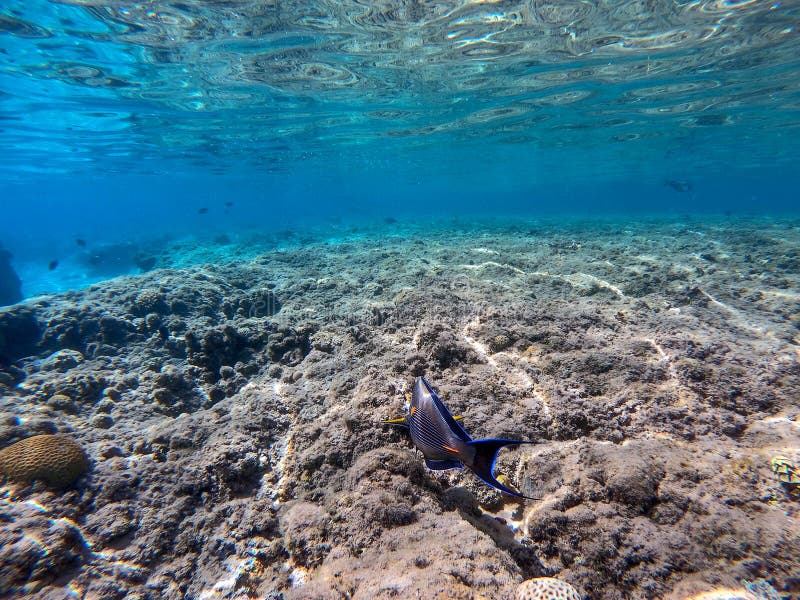 Nära sikt över kirurg eller sohal tang fish acanthurus sohal vid rödhavskorallrev royaltyfri bild