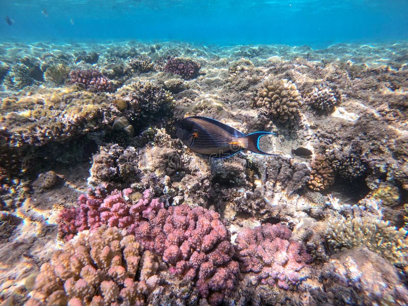 Nära sikt över kirurg eller sohal tang fish acanthurus sohal vid rödhavskorallrev arkivbild