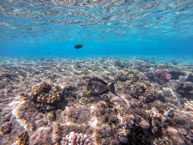 Nära sikt över kirurg eller sohal tang fish acanthurus sohal vid rödhavskorallrev arkivfoto