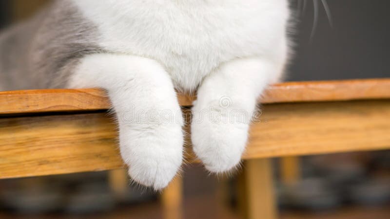 Nära tassar av en söt katt royaltyfria bilder