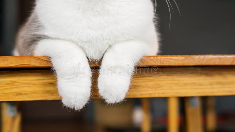Nära tassar av en söt katt royaltyfria foton