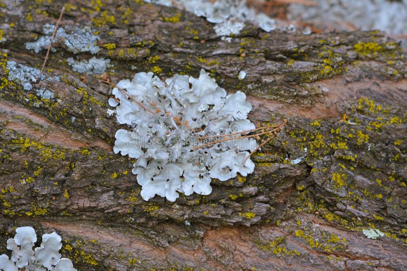 Nära trädbark med lichen svampi. Nära vyer av träbark med lichen svampi.