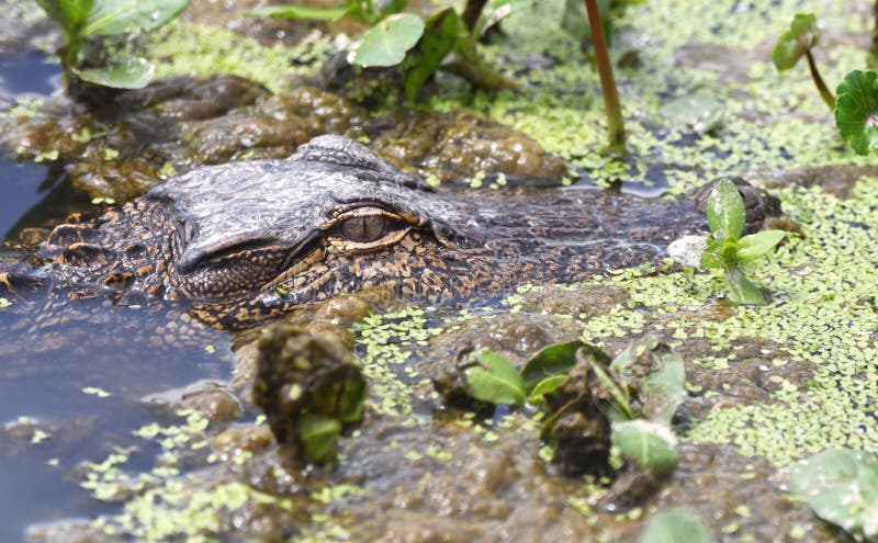 Nära unga alligator vid Finizy swamp Natorgia georgia royaltyfri bild