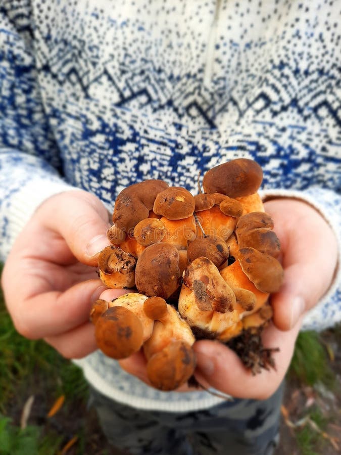 Nära upp händer som håller en rik samling svampar av friskt formad svamp i naturen royaltyfria bilder