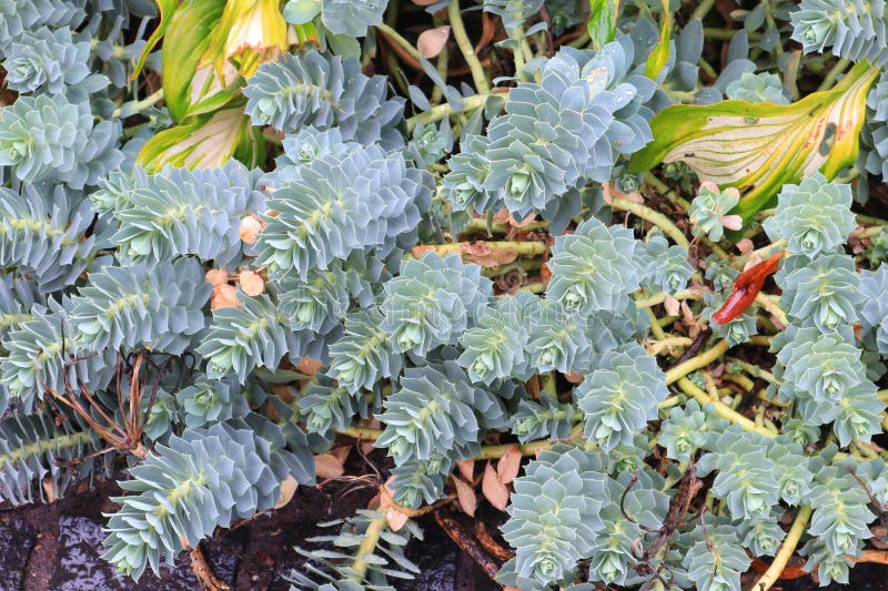 Nära vy över Euphorbia myrsinites Myrtle Spurge arkivfoto