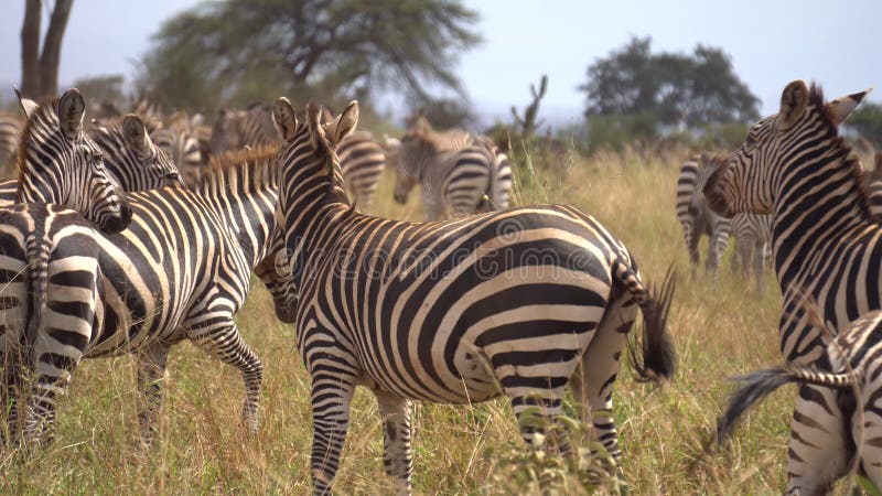 Nära zebra-besättningen i ängen av african savannah. exotiska djur safari