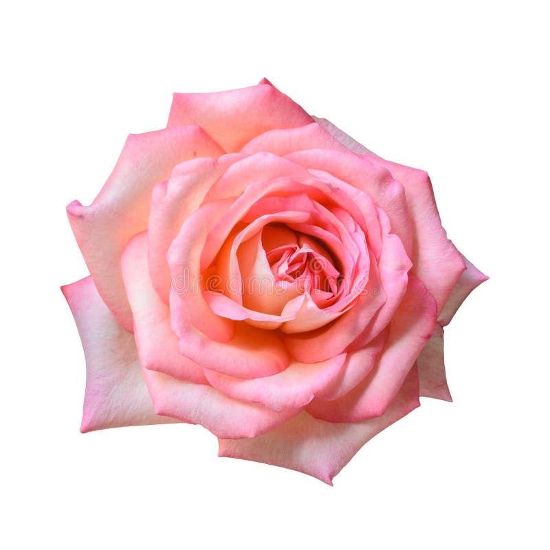 Nära övre för rosa ro Bakgrund arkivbilder Nära övre för rosa ro Bakgrund arkivbilder