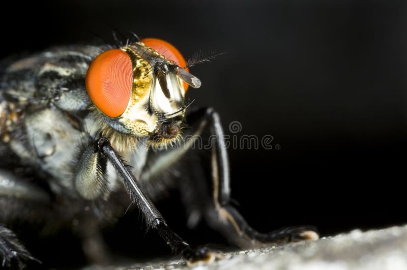 Download Nära övre för spyfluga arkivfoto. Bild av natur, djurliv - 37349288