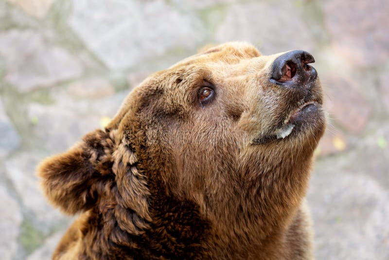 Nära övre stående av vuxna brunbjörnUrsusarctos fotografering för bildbyråer Nära övre stående av vuxna brunbjörnUrsusarctos fotografering för bildbyråer