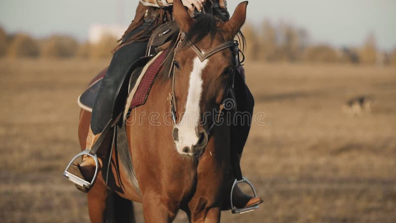 Närbild av den härliga kvinnaridninghästen Ung cowgirl på den bruna hästen utomhus
