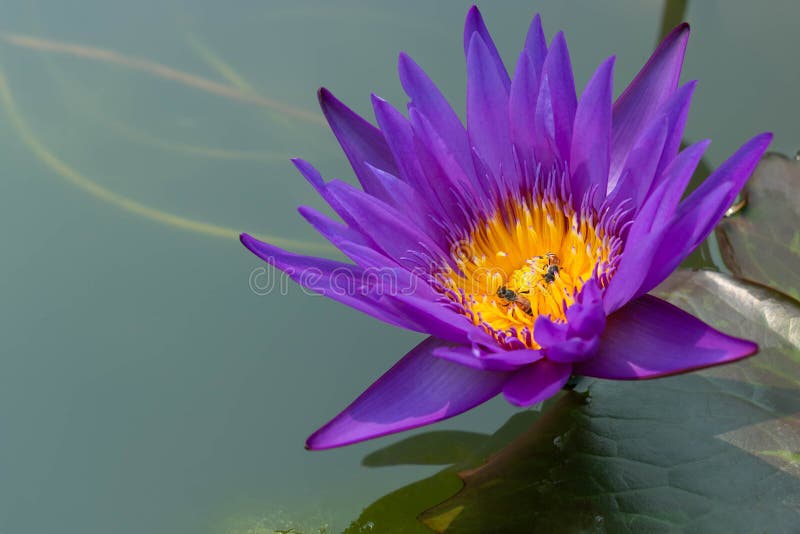 Närbild av den violetta lotusblommablomman med bin på gult pollen royaltyfria foton Närbild av den violetta lotusblommablomman med bin på gult pollen royaltyfria foton