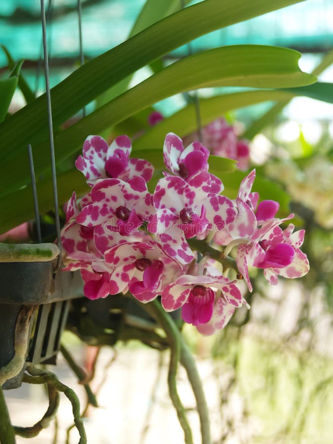 Närbild av den vita rosa orkidén på en färgrik naturlig bakgrund fotografering för bildbyråer Närbild av den vita rosa orkidén på en färgrik naturlig bakgrund fotografering för bildbyråer