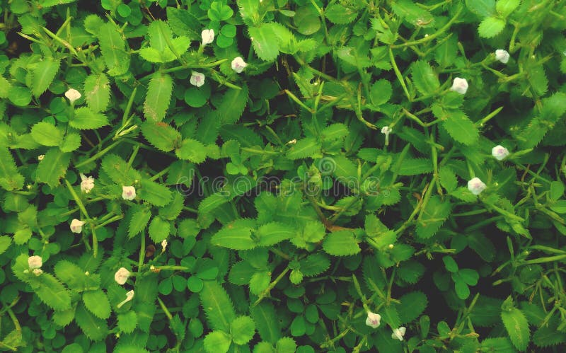 Närbild av grönt naturgräs, närbild av små vita blommor och gräsbakgrund royaltyfri fotografi Närbild av grönt naturgräs, närbild av små vita blommor och gräsbakgrund royaltyfri fotografi