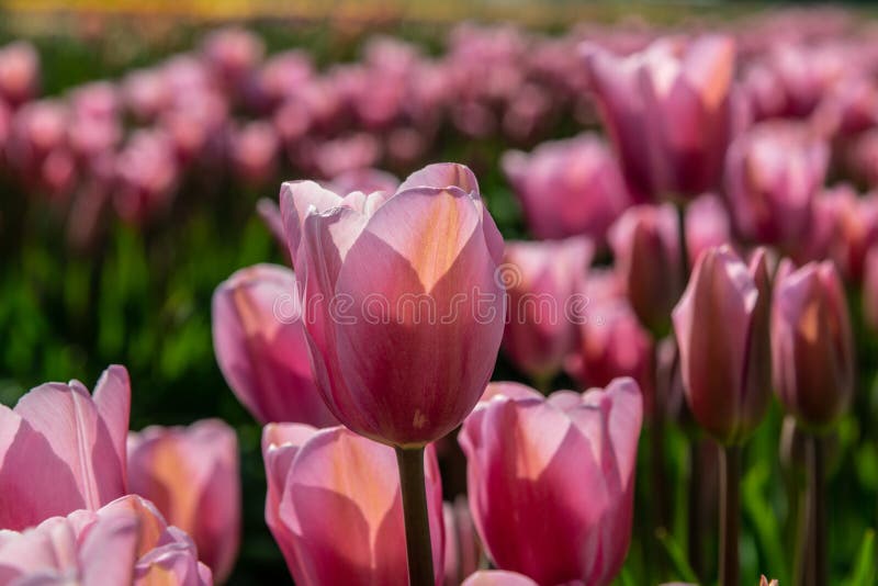Närbild av oavkortad blom för rosa och röda tulpan arkivfoton Närbild av oavkortad blom för rosa och röda tulpan arkivfoton
