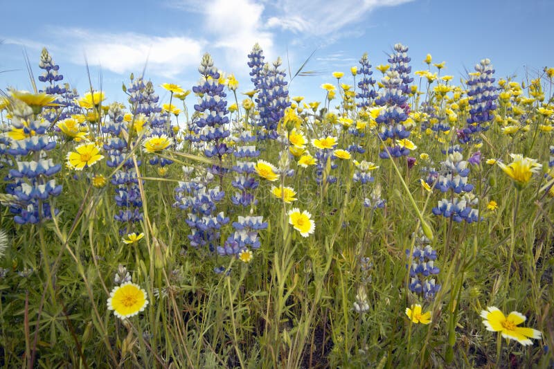 Close-up of purple lupine and a colorful bouquet of spring flowers blossoming off Route 58 on Shell Creek road, West of Bakersfield in CA. Close-up of purple lupine and a colorful bouquet of spring flowers blossoming off Route 58 on Shell Creek road, West of Bakersfield in CA