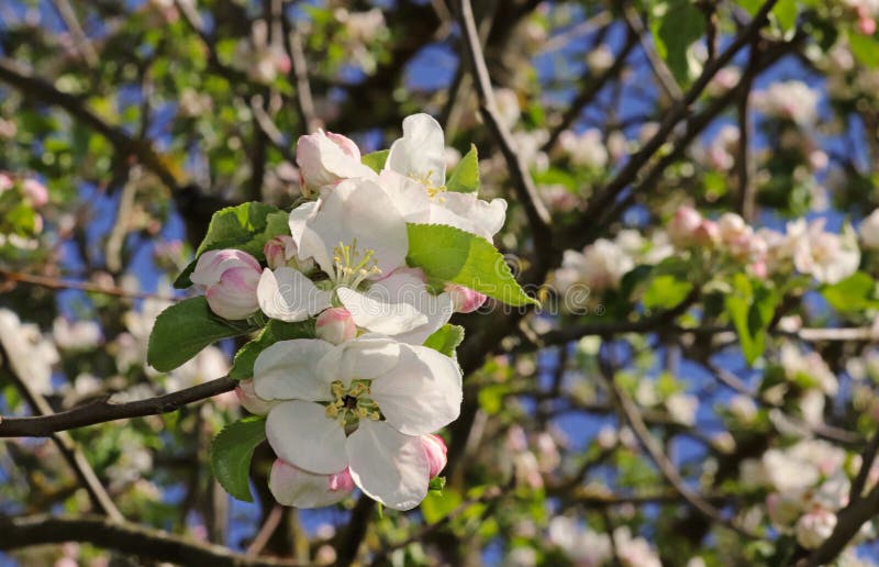 Närbild av rosa och vita äppleblomningar arkivfoton Närbild av rosa och vita äppleblomningar arkivfoton