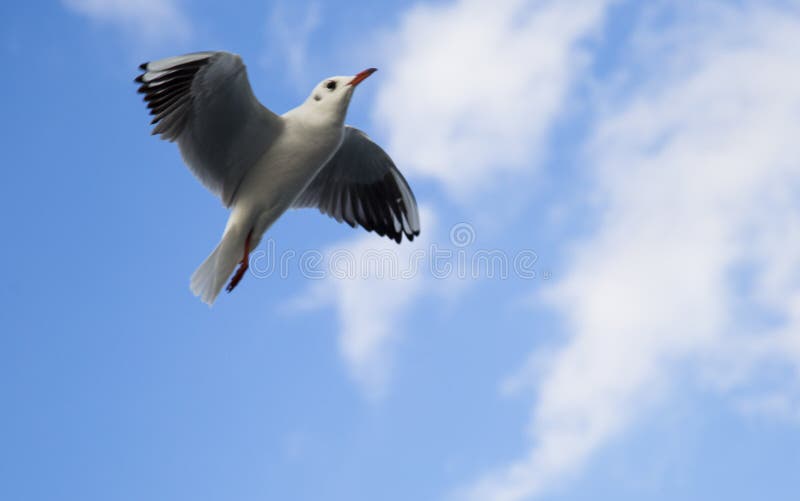 närbild av seagullflyget i himlen royaltyfri foto närbild av seagullflyget i himlen royaltyfri foto