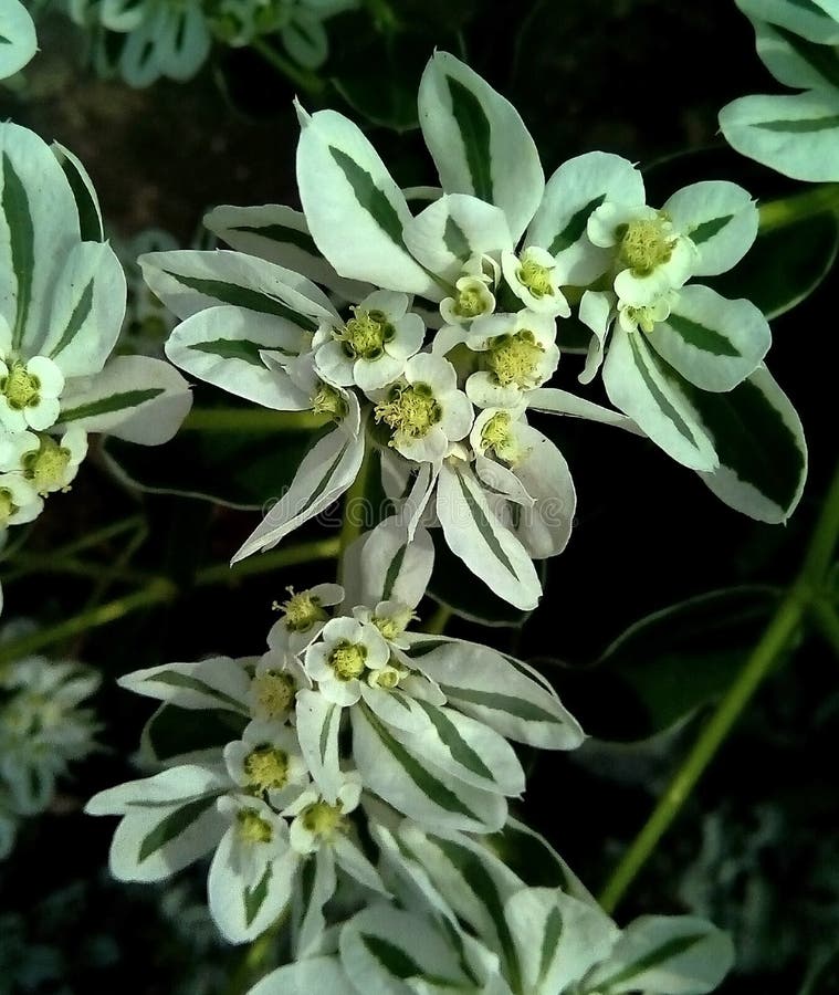 Närbild av vit med gröna blommor på en mörk bakgrund Delikata vita inflorescences med gröna åder royaltyfri foto Närbild av vit med gröna blommor på en mörk bakgrund Delikata vita inflorescences med gröna åder royaltyfri foto