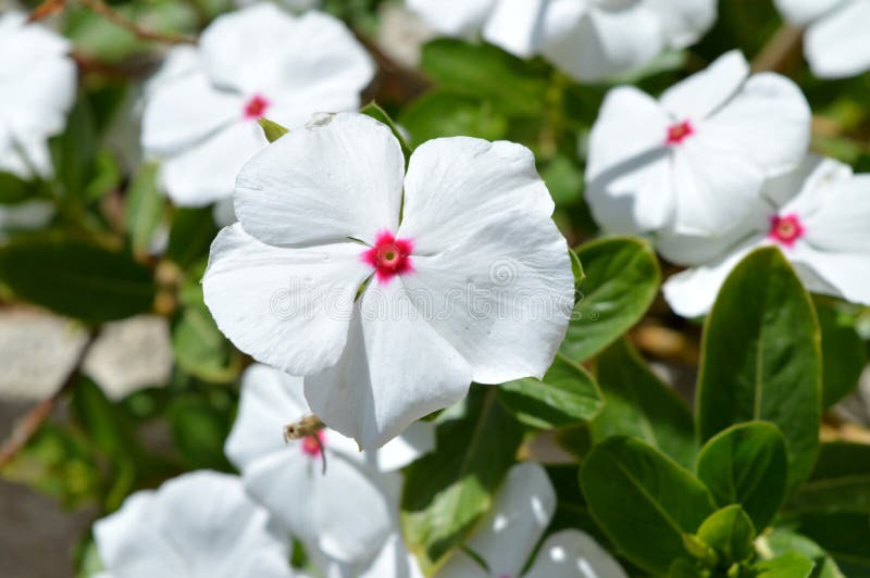 Närbild av vita Madagascar vintergrönablommor, Catharanthus Roseus, natur, makro arkivfoton Närbild av vita Madagascar vintergrönablommor, Catharanthus Roseus, natur, makro arkivfoton