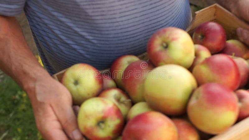 Närbild en stor träask mycket av mogna röda äpplen Plockning höstträdgård, eco-lantbruk, sund mat