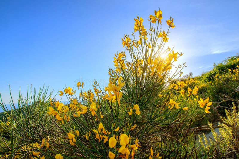 Närbild för berggulingblomma i Monte Epomeo, Italien fotografering för bildbyråer