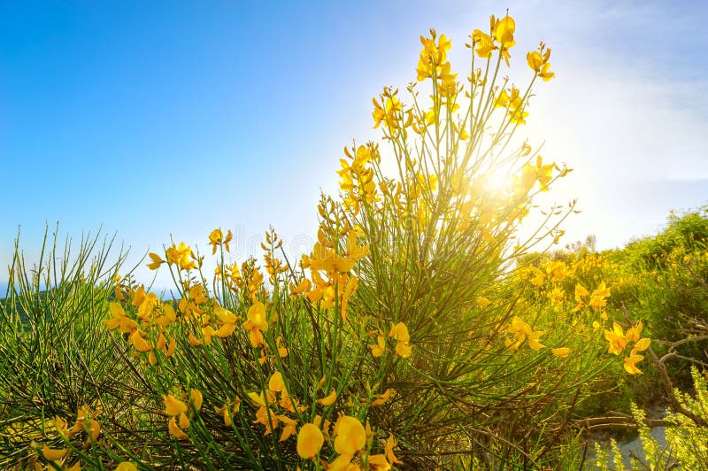 Närbild för berggulingblomma i Monte Epomeo, Italien royaltyfria bilder