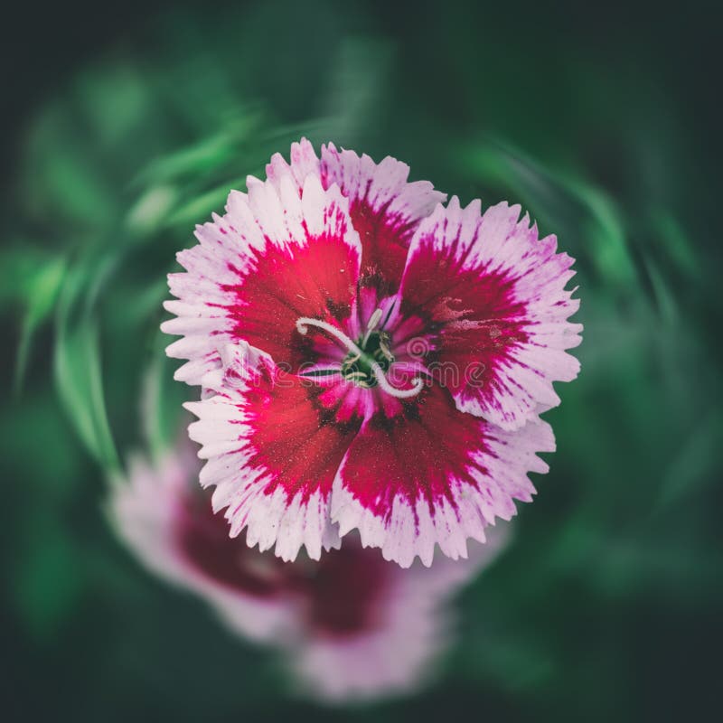 Närbild för nejlikaDianthusblomma arkivbild