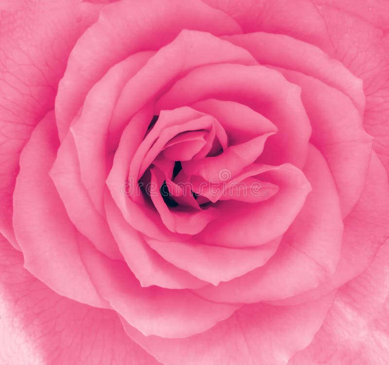 Närbilddetalj av en rosa färgrosblomma royaltyfri fotografi Närbilddetalj av en rosa färgrosblomma royaltyfri fotografi