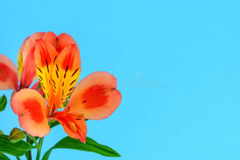 Närbilden av den orange blomman av alstroemeria, kallade gemensamt den peruanska liljan eller liljan av incasna och kopieringsutr fotografering för bildbyråer Närbilden av den orange blomman av alstroemeria, kallade gemensamt den peruanska liljan eller liljan av incasna och kopieringsutr fotografering för bildbyråer