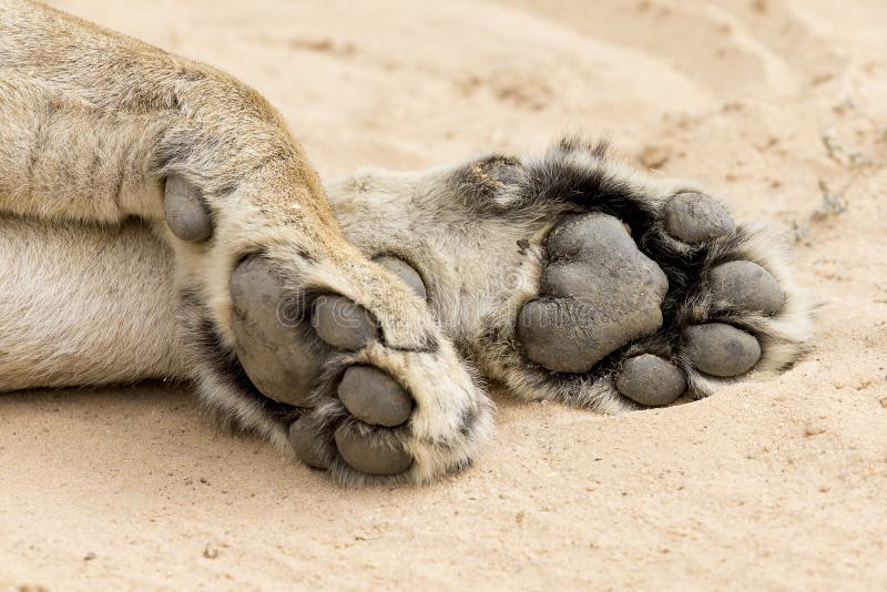 Närbilden av det stora och kraftiga lejonet tafsar på mjuk Kalahari sand arkivbild