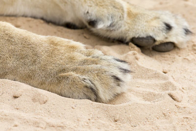 Närbilden av det stora och kraftiga lejonet tafsar på mjuk Kalahari sand arkivfoton