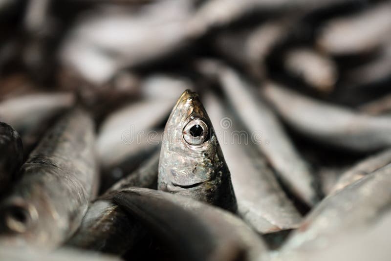 Närbilden av en europeisk sardin eller Sardina Pilchardus i en större hög av nytt fångade sardiner ställde upp till salu i grekis arkivbilder Närbilden av en europeisk sardin eller Sardina Pilchardus i en större hög av nytt fångade sardiner ställde upp till salu i grekis arkivbilder