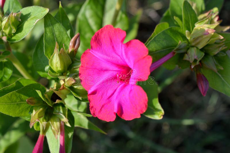 Närbilden av en rosa MirabilisJalapa blomma, förundra sig av Peru, för `-klockan för nolla fyra blomman, makroen, natur fotografering för bildbyråer Närbilden av en rosa MirabilisJalapa blomma, förundra sig av Peru, för `-klockan för nolla fyra blomman, makroen, natur fotografering för bildbyråer