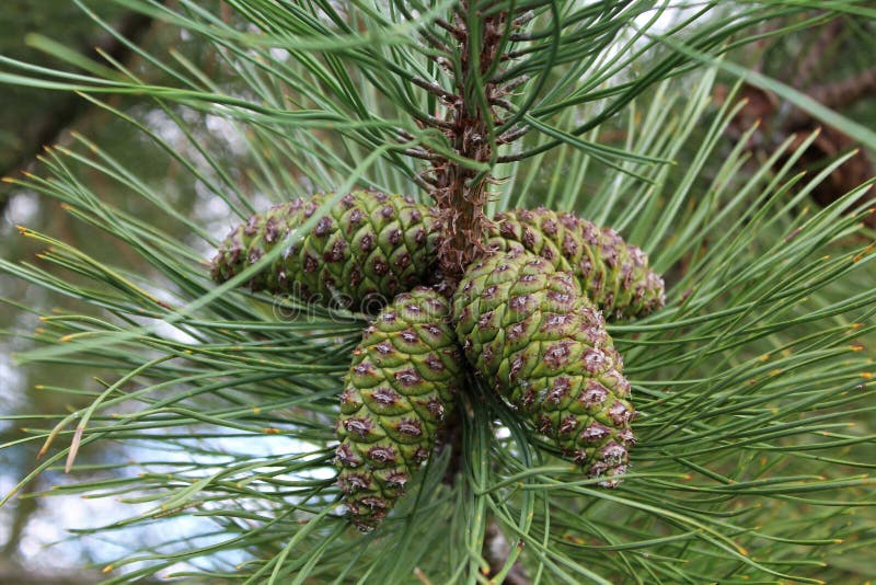 Närbilden av fyra PineCones sörjer på trädet royaltyfria foton Närbilden av fyra PineCones sörjer på trädet royaltyfria foton