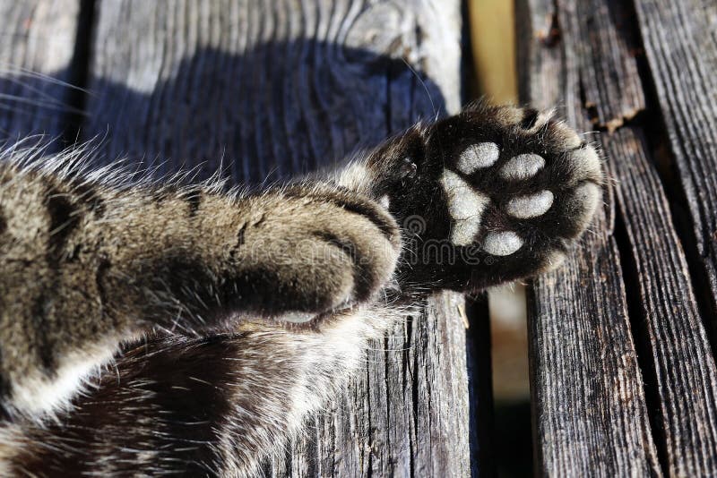 N? rbilden av katten tafsar fotografering för bildbyråer