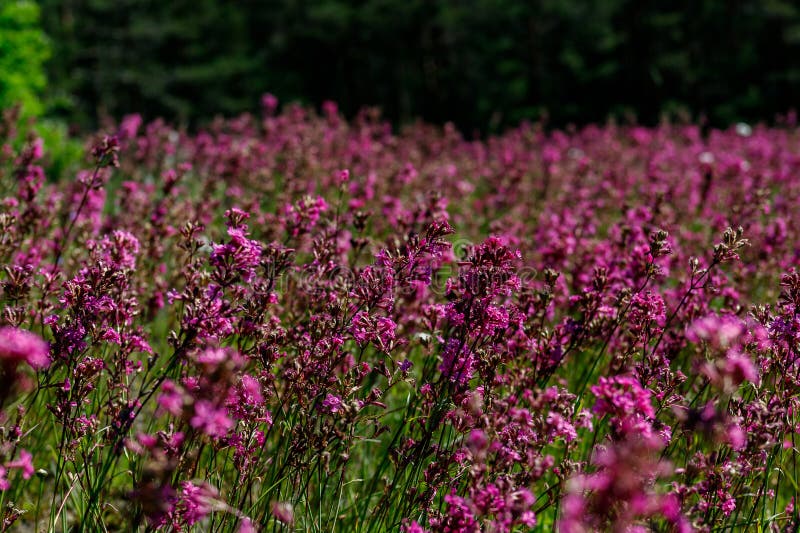 Närbilden av medicinalväxtsileneyunnanensisen kallade mästaren med små härliga purpurfärgade blommor arkivfoton Närbilden av medicinalväxtsileneyunnanensisen kallade mästaren med små härliga purpurfärgade blommor arkivfoton