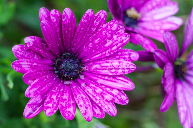 Närbilden av purpurfärgade Osteospermum eller den afrikanska tusenskönan, blommar efter regn arkivfoton Närbilden av purpurfärgade Osteospermum eller den afrikanska tusenskönan, blommar efter regn arkivfoton