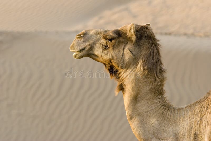 Närbilden för UAE Dubai av kamel head i öknen förutom Dubai royaltyfria bilder Närbilden för UAE Dubai av kamel head i öknen förutom Dubai royaltyfria bilder