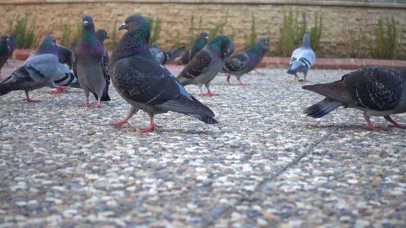 Närbilden sköt av en flock av duvor som matar i, parkerar