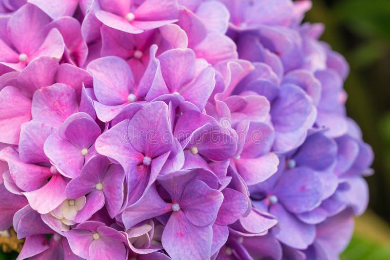 Närbildrosa färg- och lilavanliga hortensian blommar i en trädgård royaltyfria bilder Närbildrosa färg- och lilavanliga hortensian blommar i en trädgård royaltyfria bilder