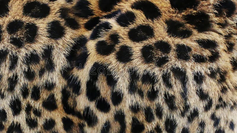 Närma långsam rörelse i leopardhår. Afrikansk vild kattpäls. vacker exotisk djurbakgrund abstrakt naturlig