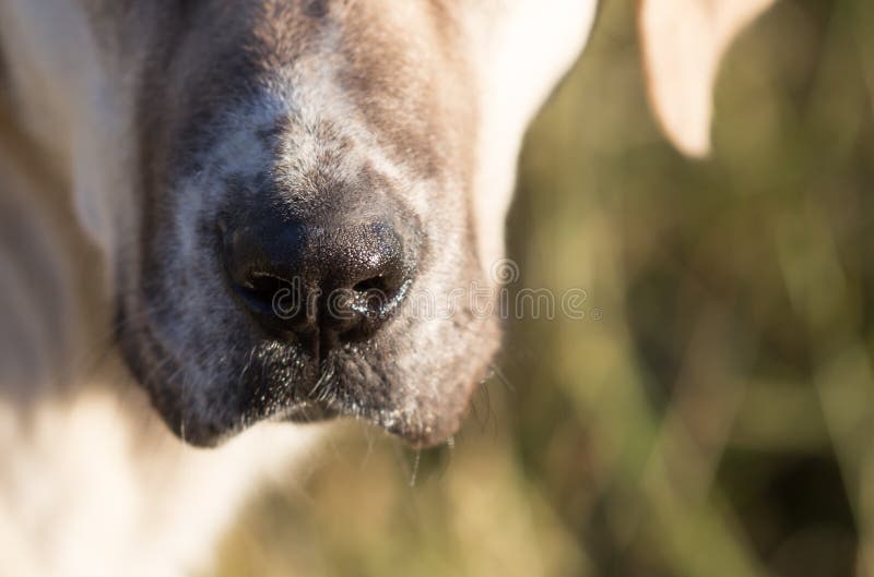 Näsa av en hund Makro arkivfoto Näsa av en hund Makro arkivfoto