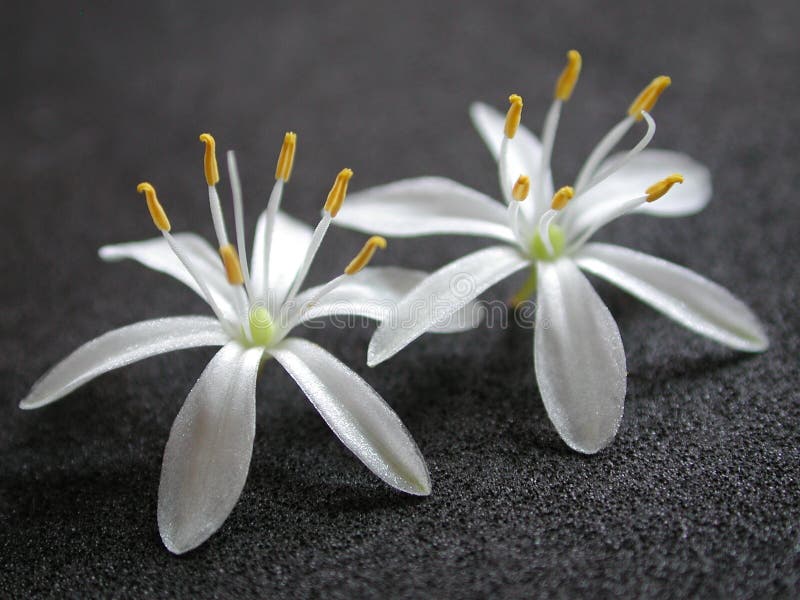 A background image of 2 tiny white flowers sitting on a black textured surface. A background image of 2 tiny white flowers sitting on a black textured surface