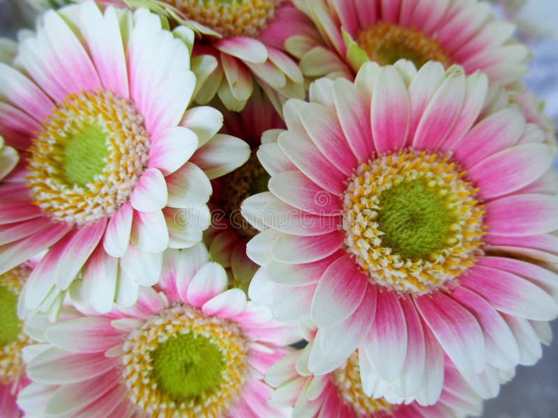 Nätt ljus & attraktiv vit & rosa Gerbera DaisyFlowers royaltyfri bild Nätt ljus & attraktiv vit & rosa Gerbera DaisyFlowers royaltyfri bild
