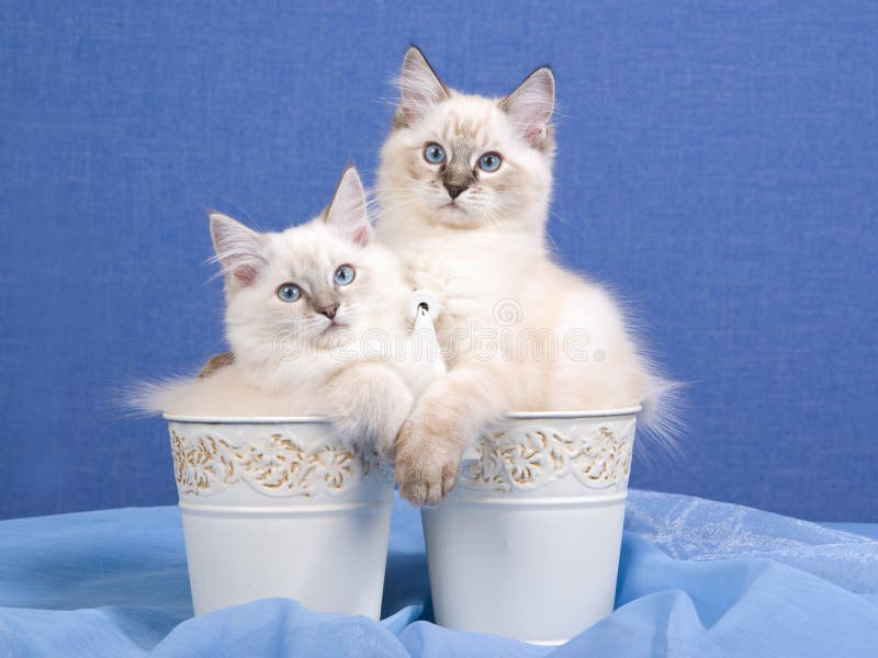 2 pretty Ragdoll kittens sitting inside buckets on blue background. 2 pretty Ragdoll kittens sitting inside buckets on blue background
